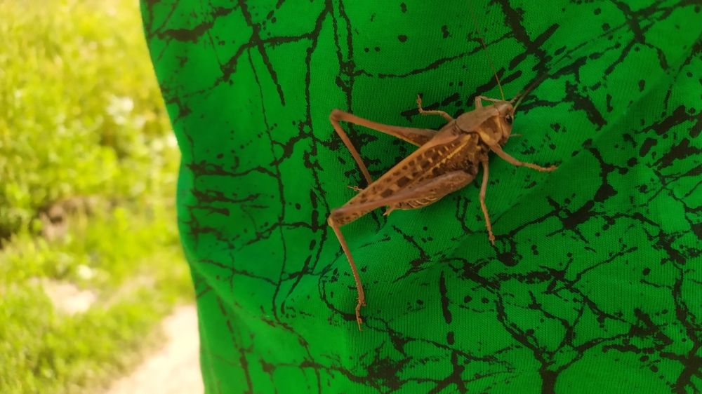 саранча на футболке