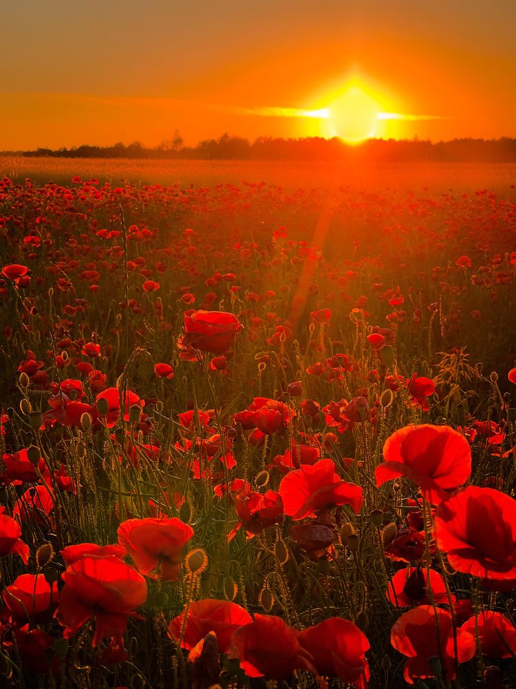 Photograph by Елена Башмакова