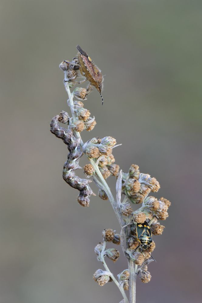 Запах полыни.