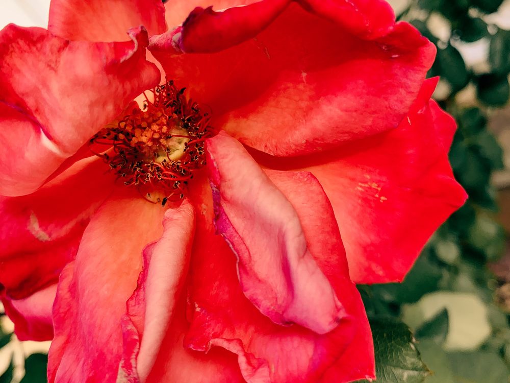 Photograph by Christine ECHEVET-ADAM de VILLIERS