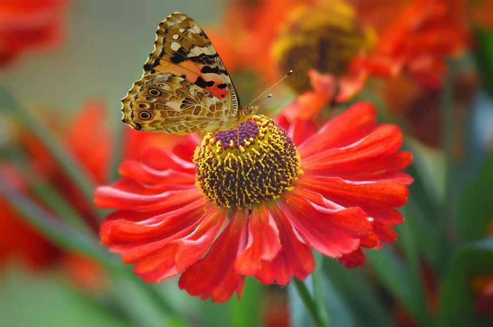 Так вот он какой, цветочек аленький ...