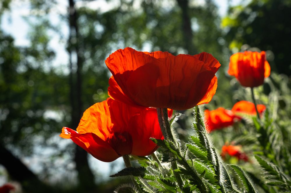 Фотография автора Julia A Caesar