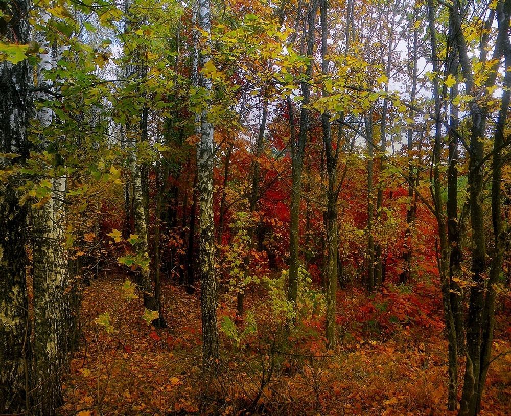 Photograph by Савоцкий Роман