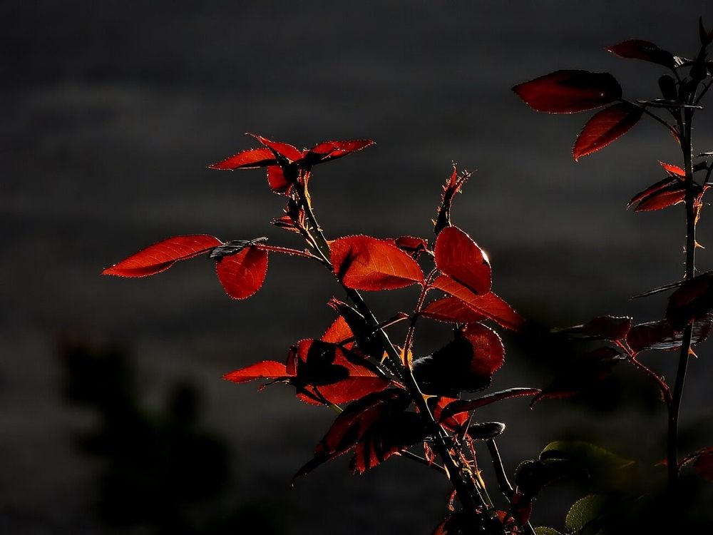 Photograph by Савоцкий Роман