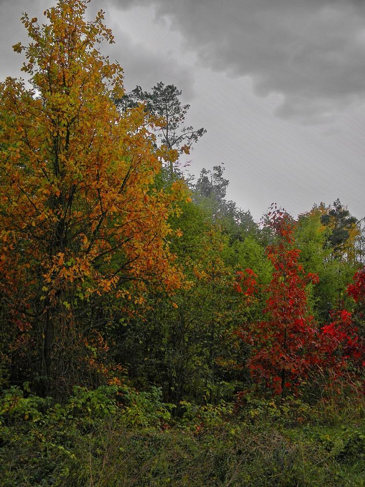 Фотография автора Роман Савоцкий