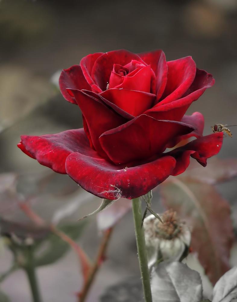 Фотография автора Роман Савоцкий