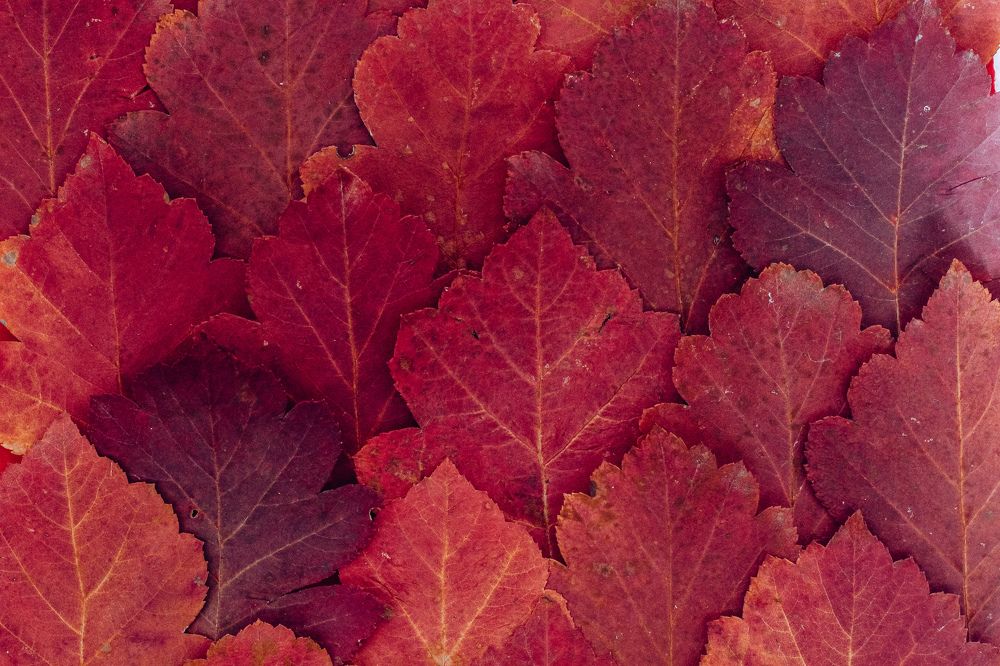 Photograph by Лилия Алексеева