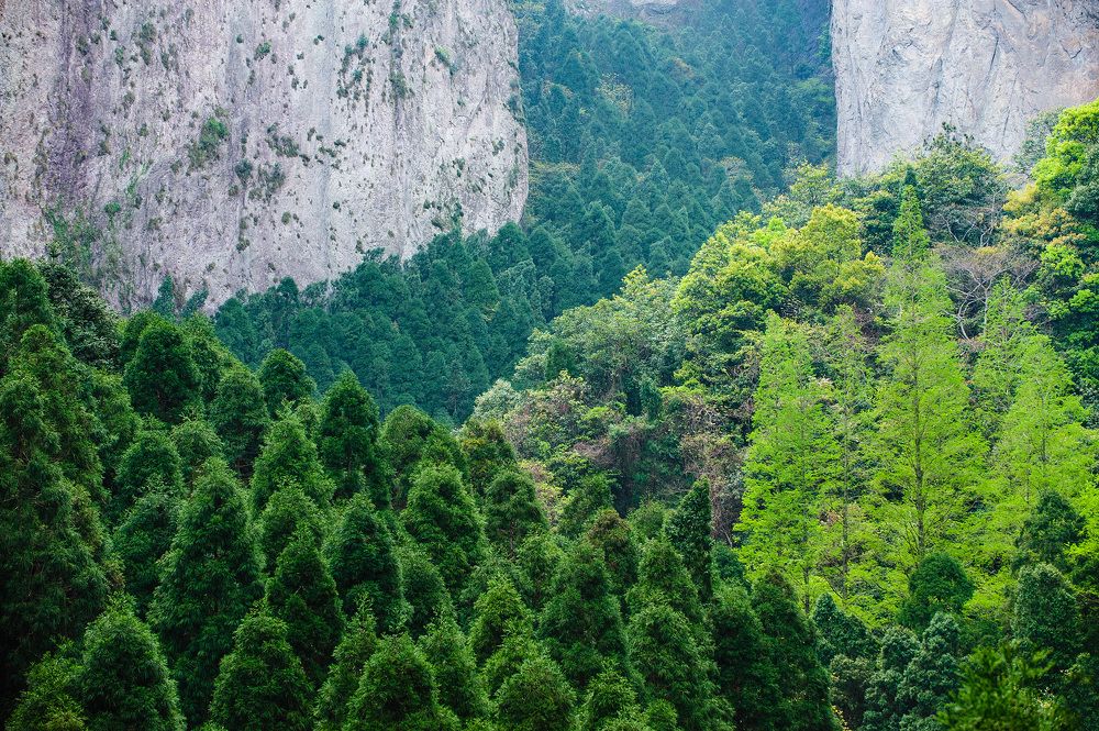 Пятьдесят оттенков зелёного