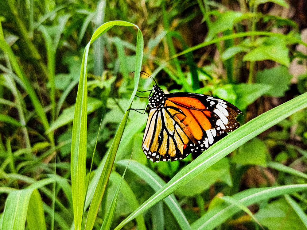 Butterflies are the ornament to nature