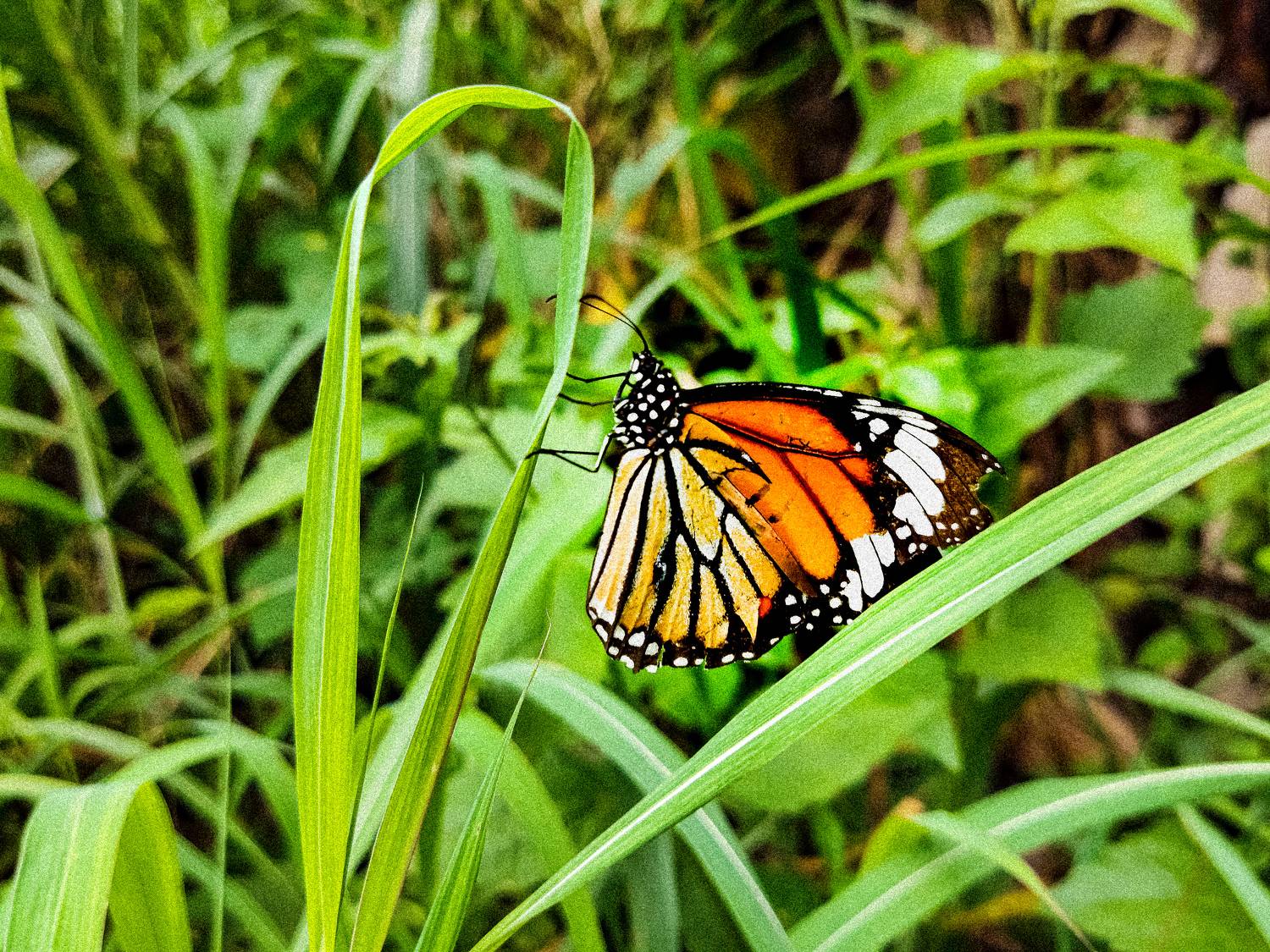 Butterflies are the ornament to nature