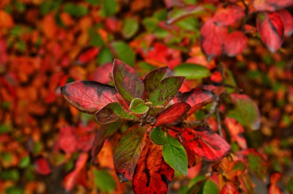 Photograph by Максим Солдатенко