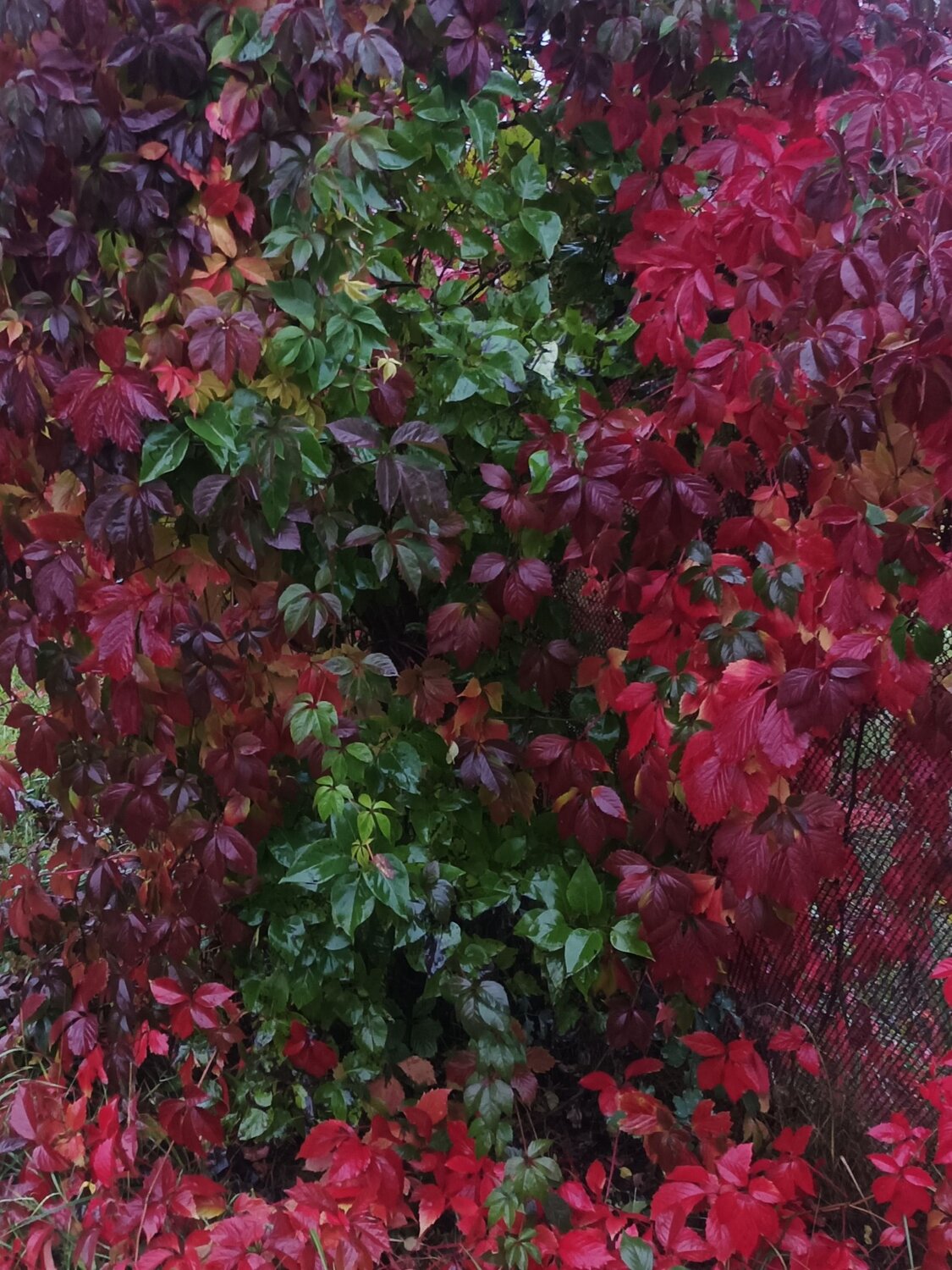 Photo #8091627