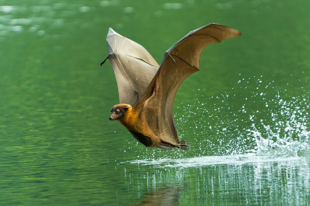 Photograph by Mohammad Ashraf Ali