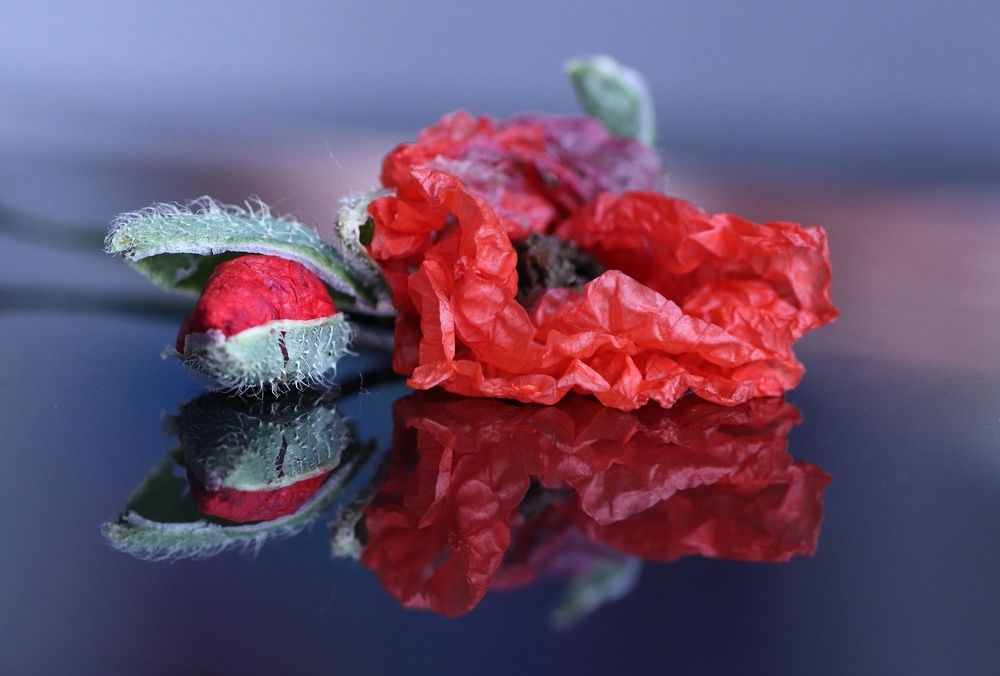 Photograph by Olga Asson