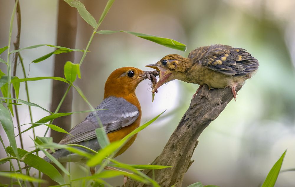 Фотография автора Zayed Sanim