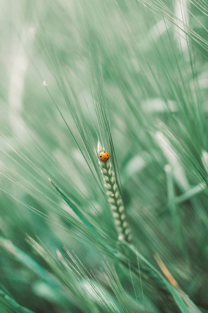 Фотография автора Юлия Волчкова