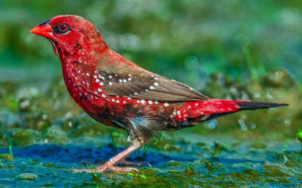 Photograph by Zayed Sanim