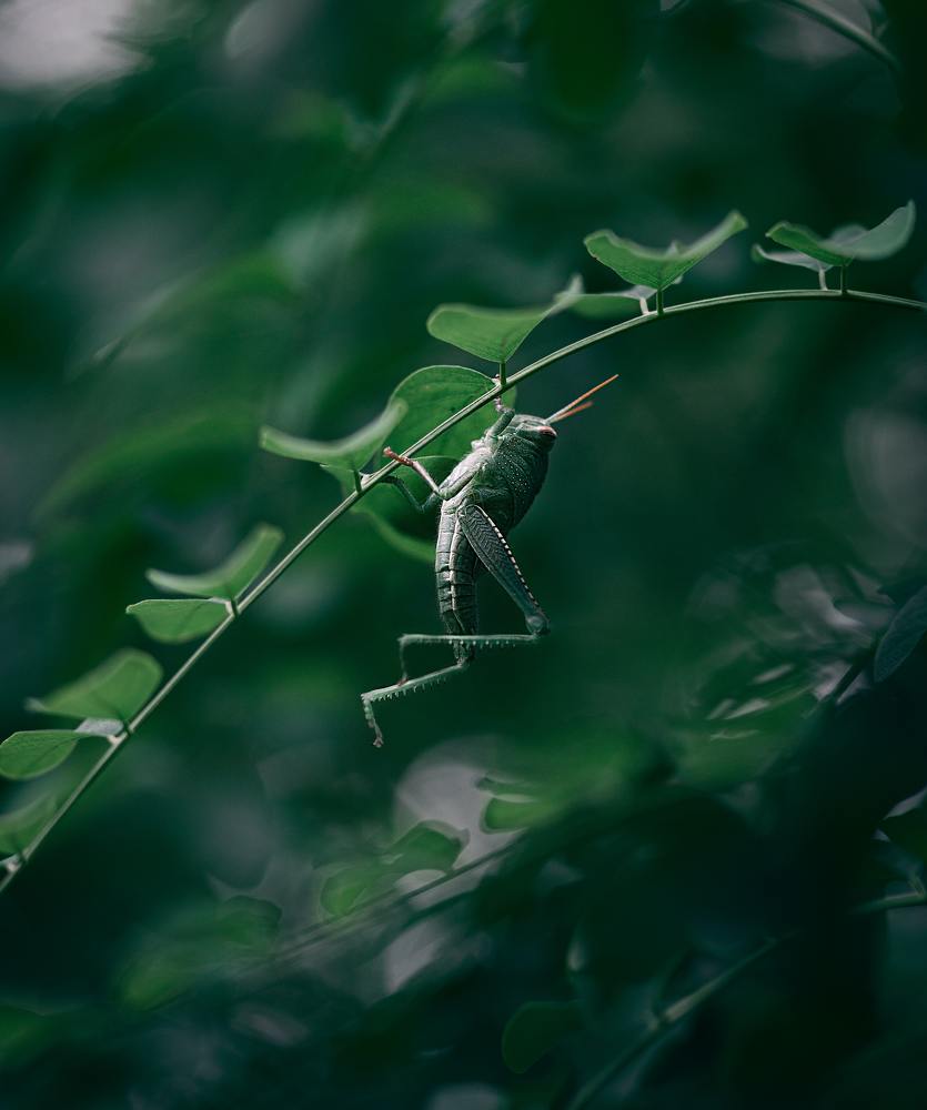 Фотография автора shayan rostami