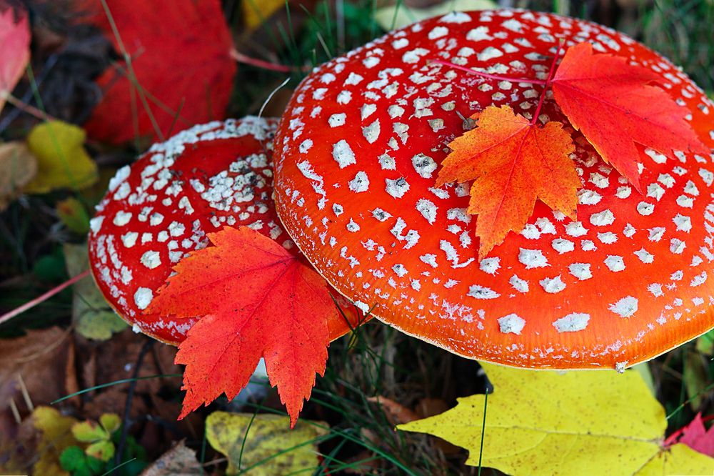 Photograph by Anna Sindikayeva