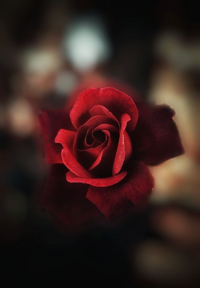 Red rose
