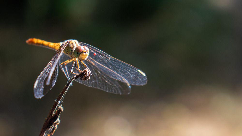 Photograph by Александр Мирошниченко