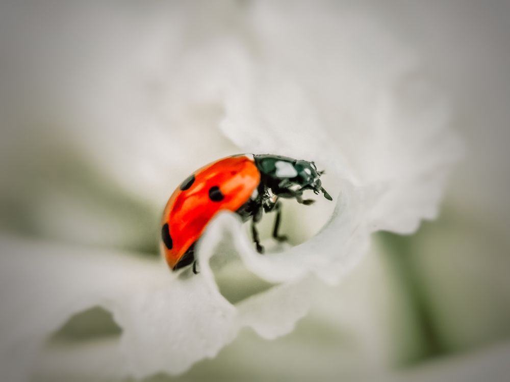 Photograph by Оксана Маракушина