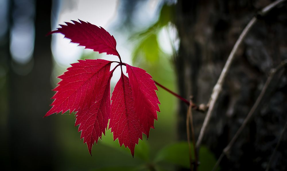 Photograph by Rihards Misāns