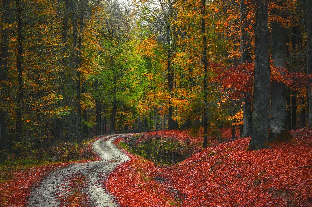 Photograph by Ali Memari