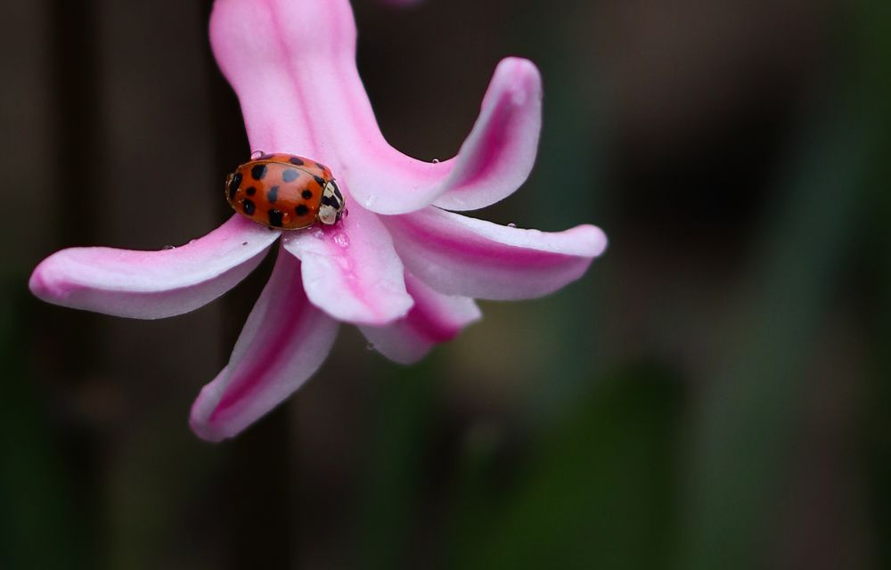 Photograph by Олеся Бучацька