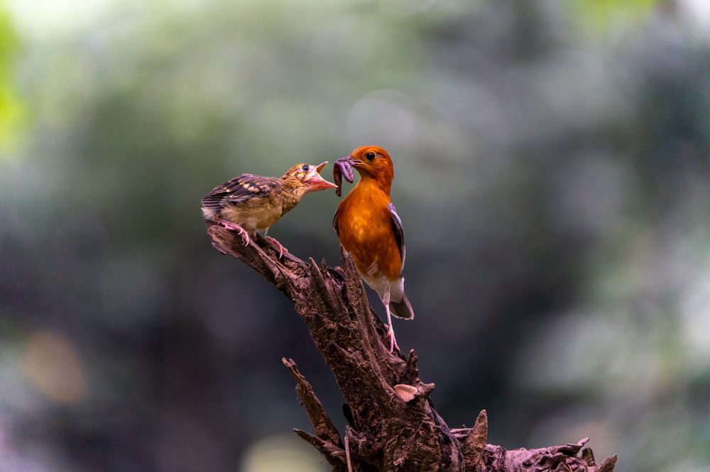 Photograph by Mohammad Ashraf Ali