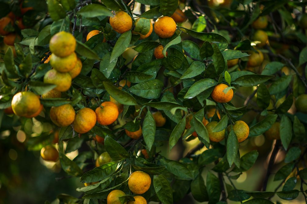 Photograph by Татьяна Мазепова