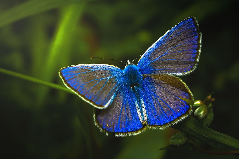 Photograph by Ali Memari