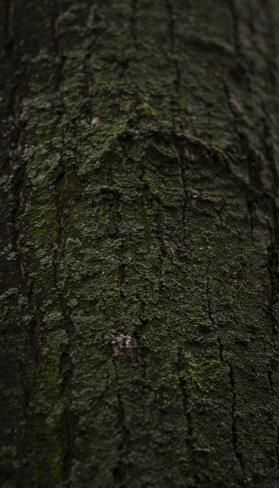 Photograph by Mihaela Chitoroagă