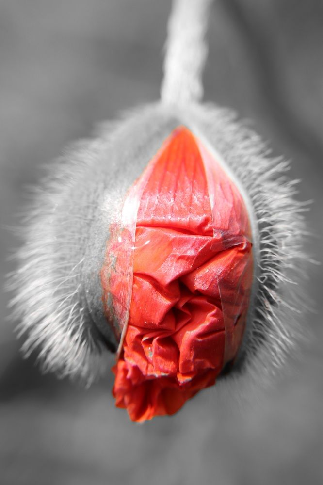 Photograph by Алексейчик Дмитрий