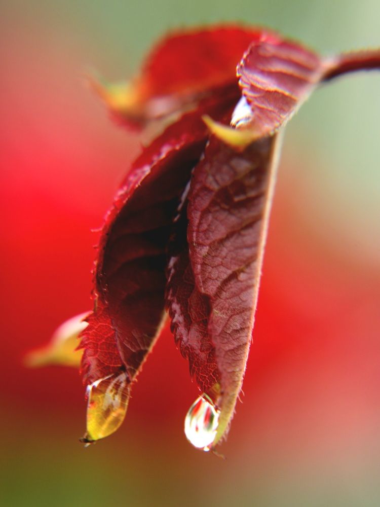 Photograph by Алексейчик Дмитрий