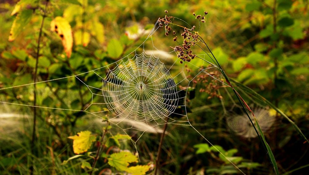 Photograph by Elena Wymann