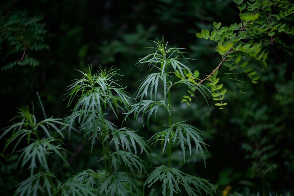 Photograph by Татьяна Овчинникова