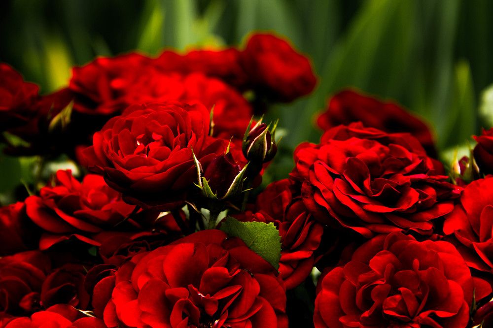 Photograph by Алексей Марченков