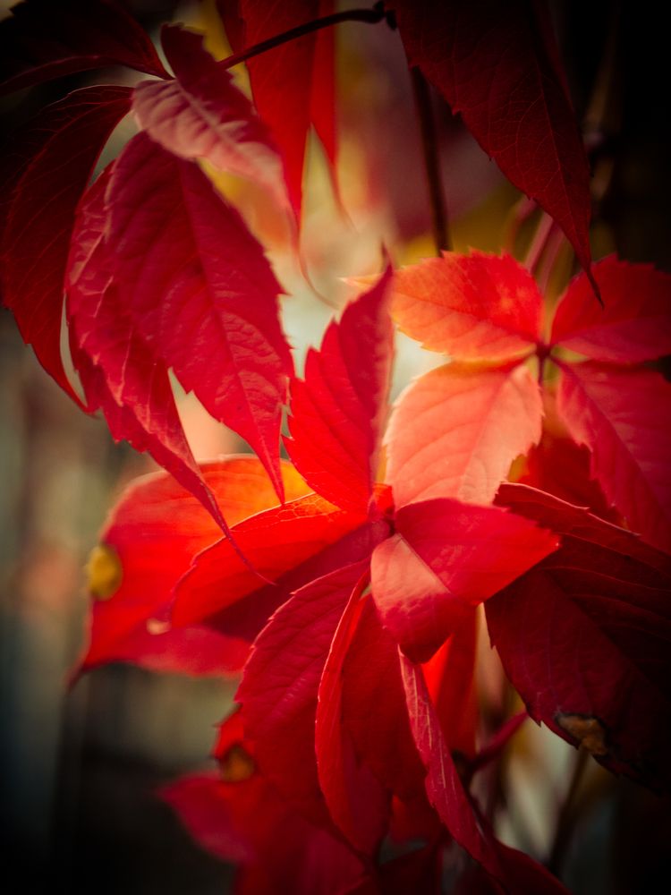 Photograph by Елена Берсенёва