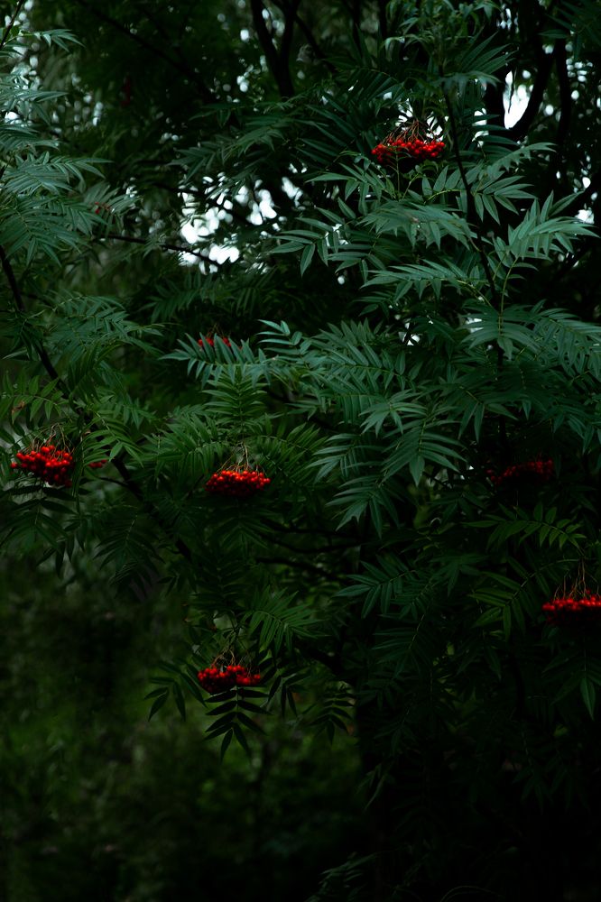 Photograph by Александра Косова