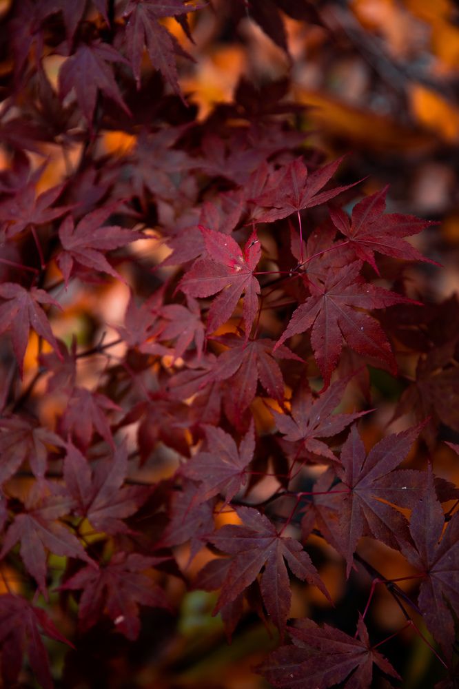 Photograph by Александра Косова