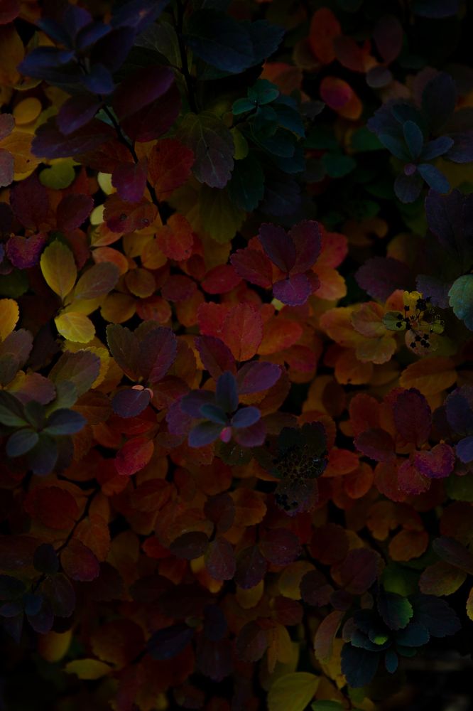 Photograph by Александра Косова