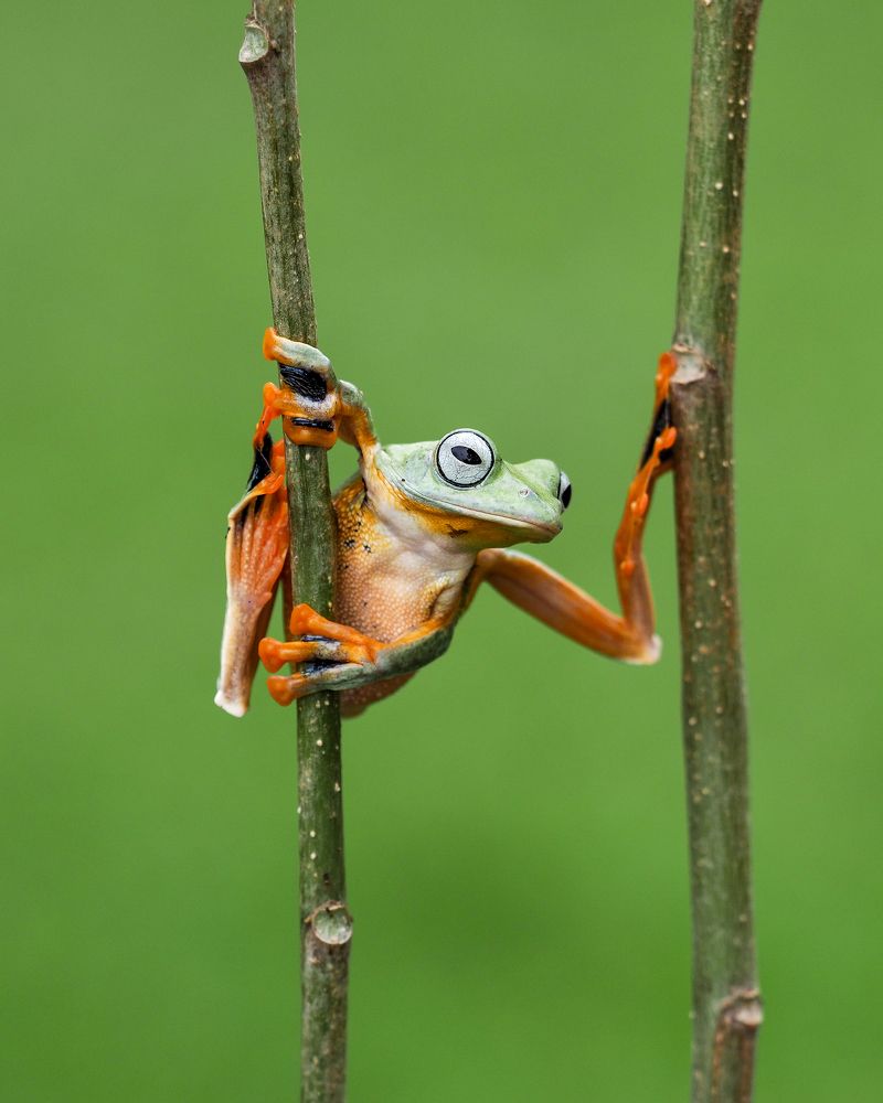 flying frog