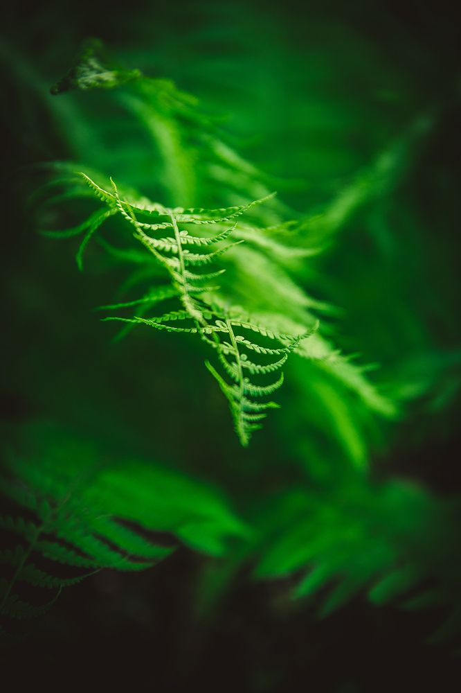 Photograph by Делана Романова