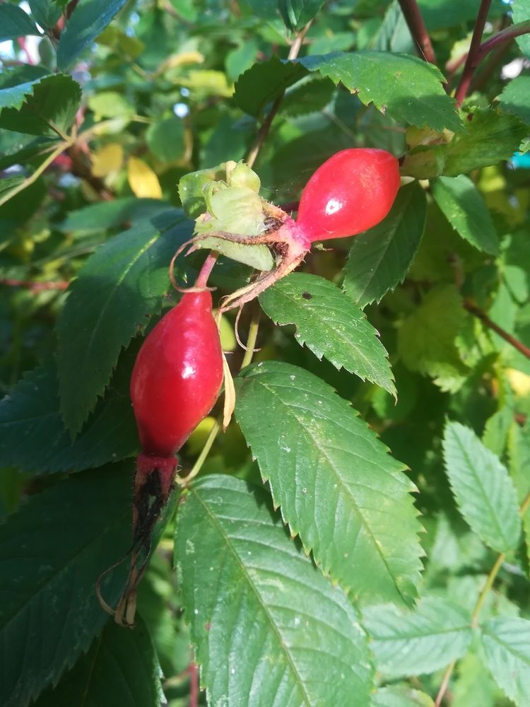 Photograph by Светлана Батурова