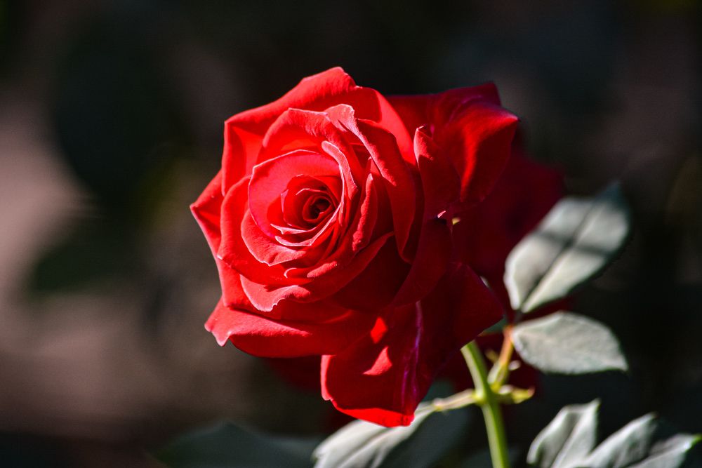 Red Rose