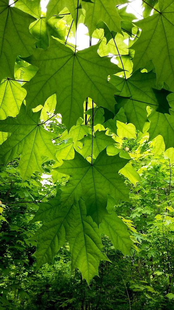 Photograph by Наталья Дубовкина