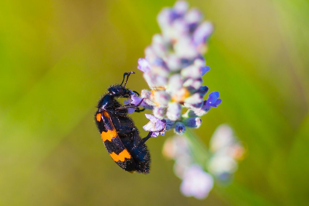 Photograph by Matko Matkovic