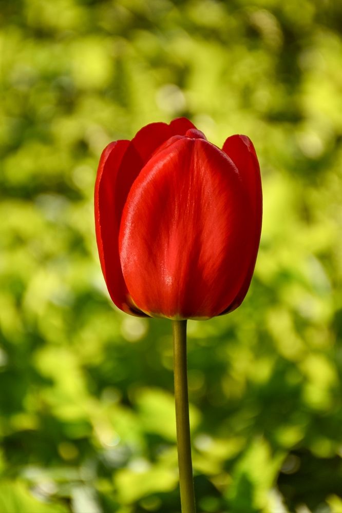 Красный тюльпан.