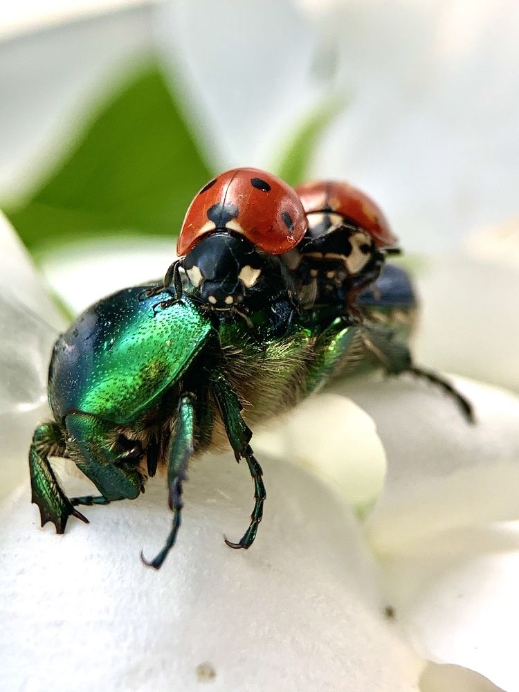 Photograph by T.Ю. Гринько